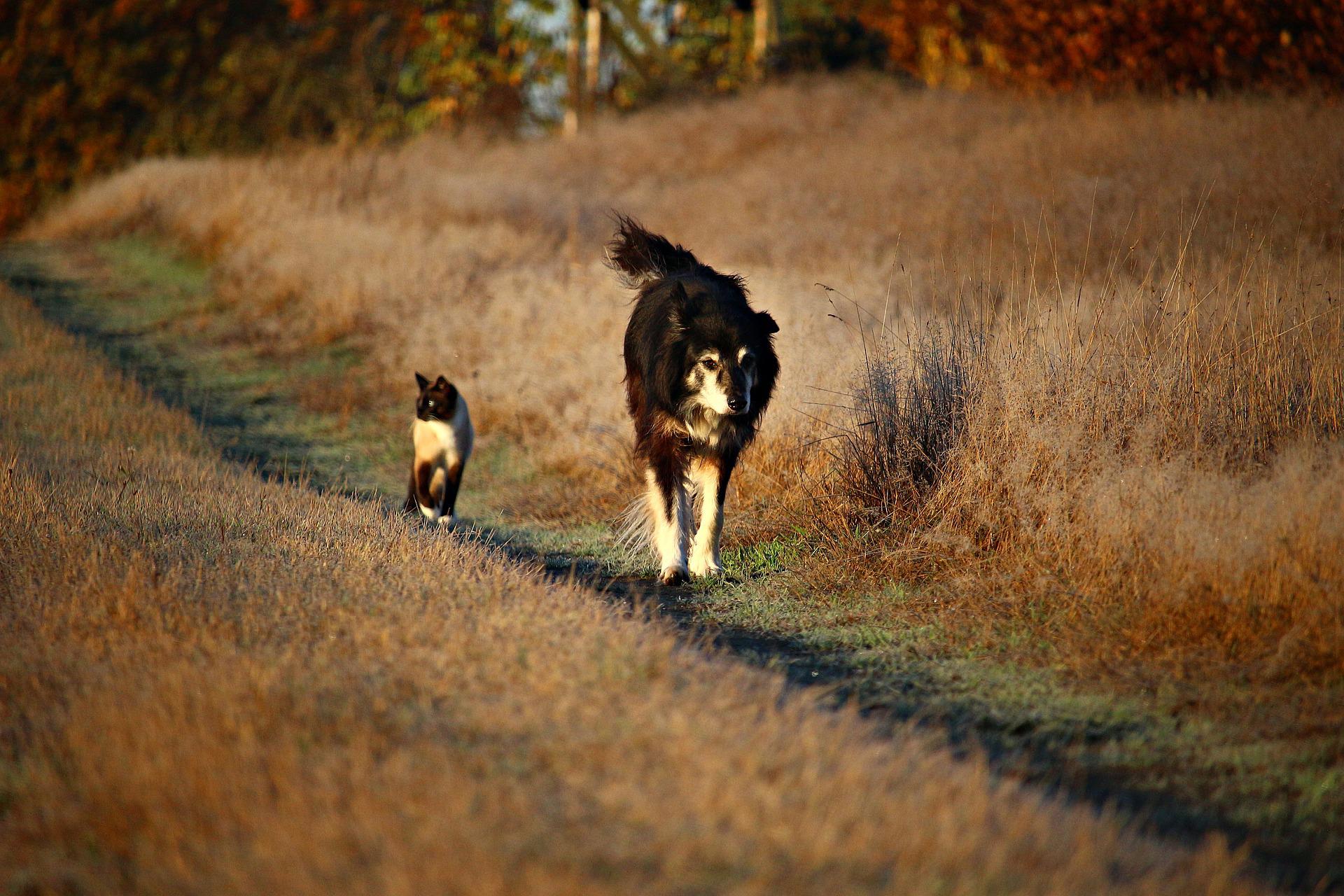 dog-ge9fc.jpg