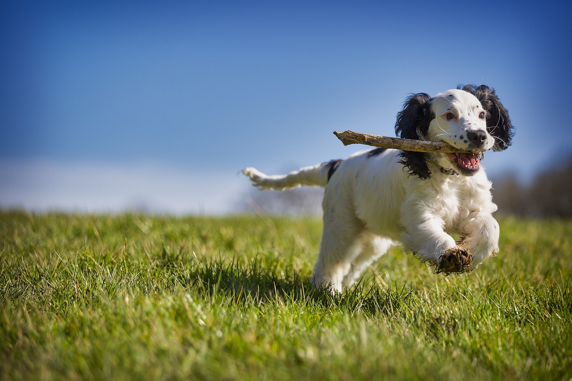 fetch-gdb.jpg