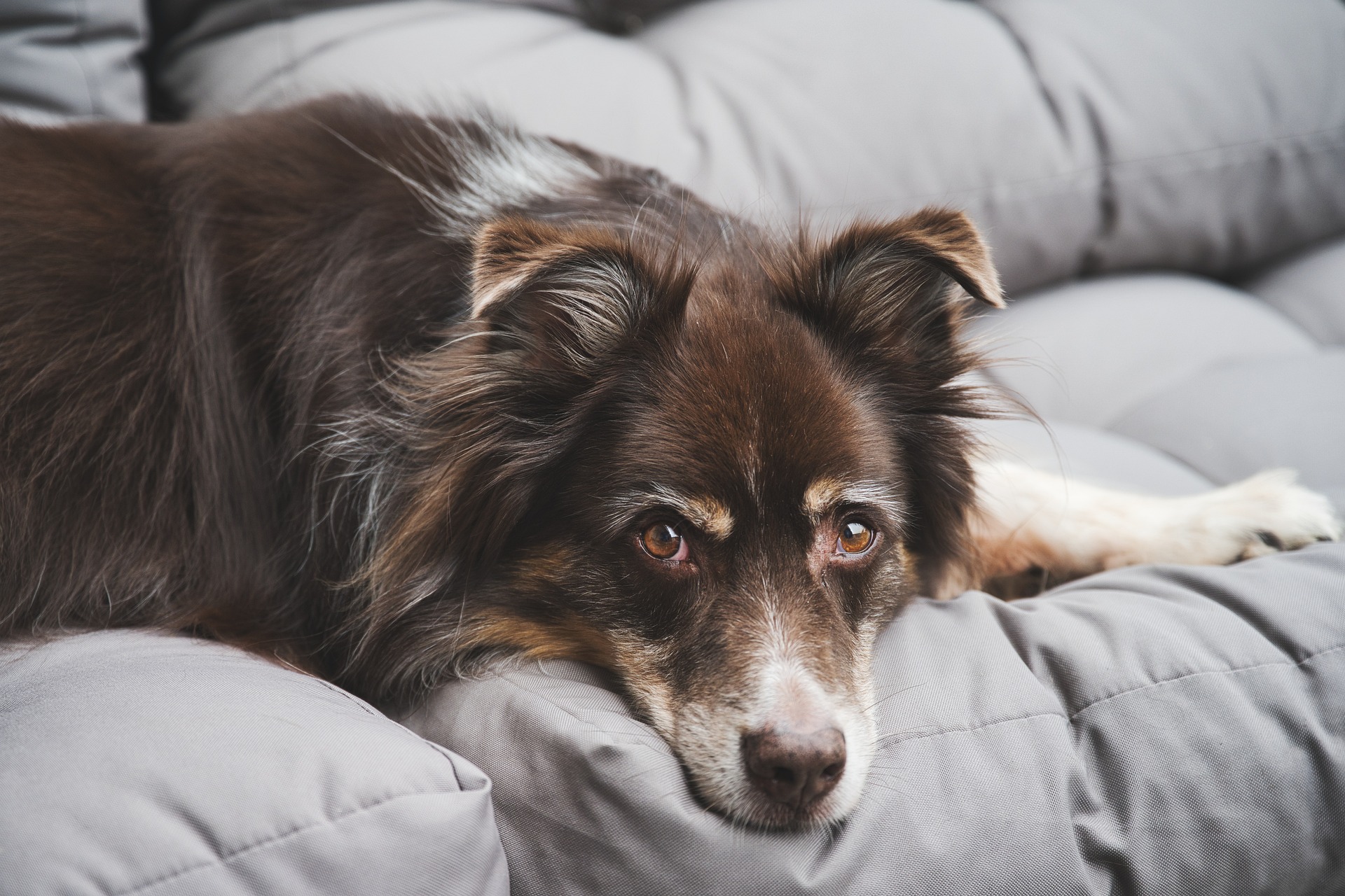 australian-shepherd-g9c3564ff6_1920.jpg