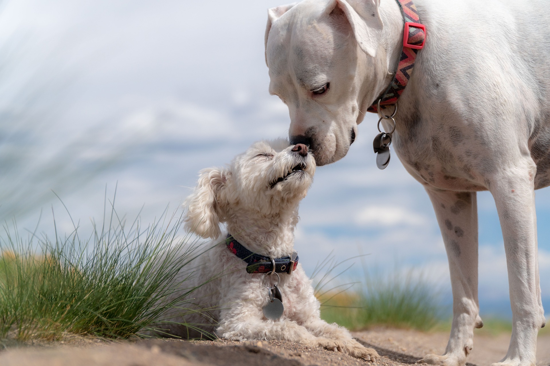 dogs-g5739e3733_1920.jpg
