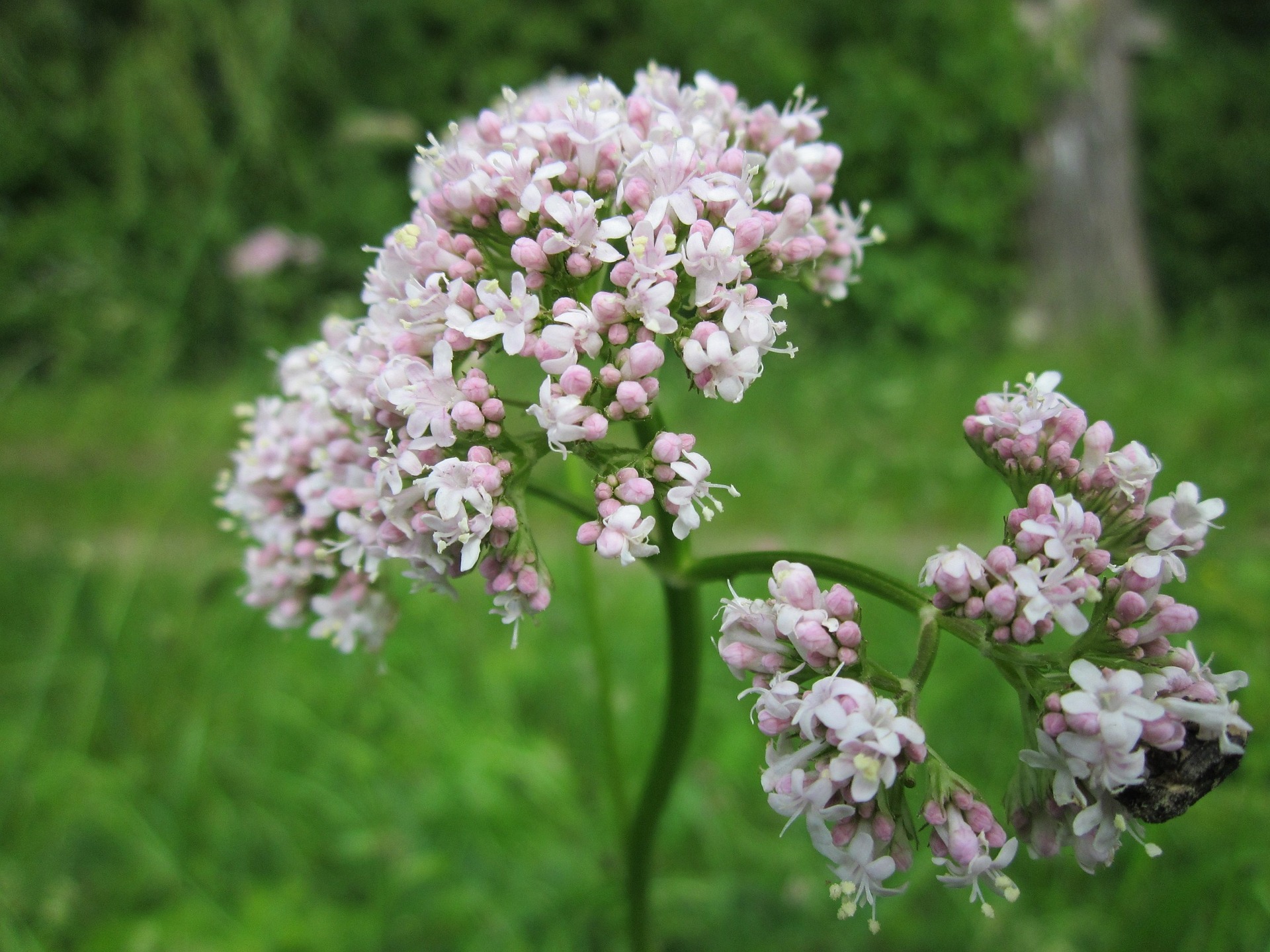 valeriana-officinalis-g68407dcb0_1920.jpg