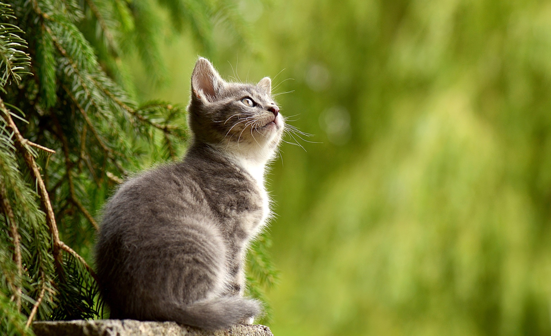 cat-g3a08c6b73_1920.jpg