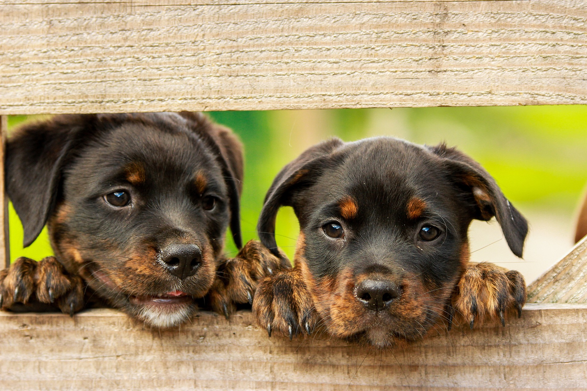 rottweiler-ge20f9d02e_1920.jpg